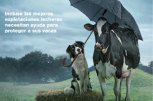 Elanco Animal Health lanza Imrestor para vacas lecheras y novillas