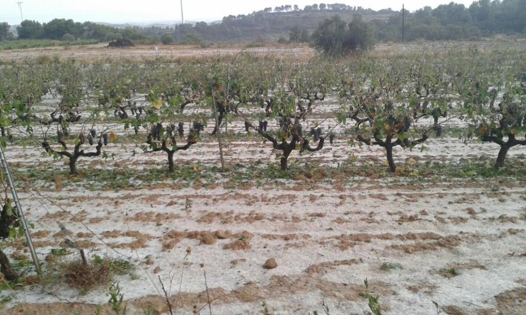 Más de 1.386 ha de cultivos leñosos dañadas por  el granizo en la comarca catalana de la Terra Alta