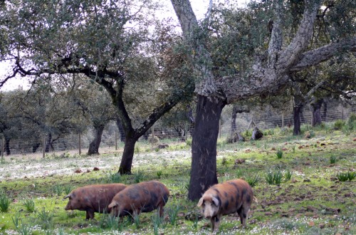 Iberaice valora positivamente la evolución del sector ibérico en 2016