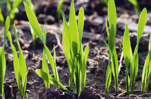 Los fertilizantes, un input básico para el desarrollo de la producción vegetal. Por Jaime Lamo de Espinosa