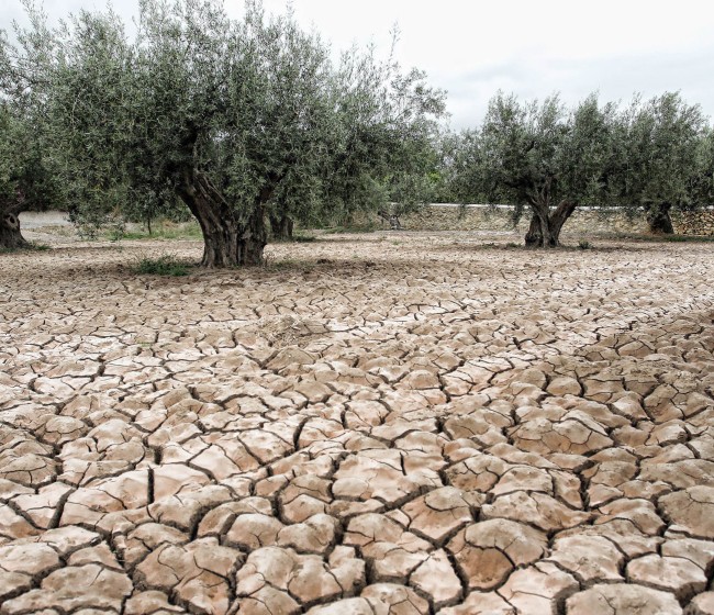 El titular de Agricultura en Valencia asegura que las ayudas por la sequía serán directas