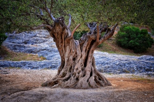 Olivos milenarios, Patrimonio de la Humanidad. Por Jaime Lamo de Espinosa