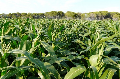 Importantes fusiones en el mercado agrario: ¿cuál será el impacto en la inversión mundial?