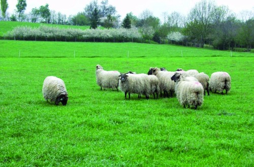 Programa de mejora genética de las ovejas de razas Latxa y Carranzana