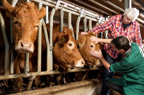 Los medicamentos veterinarios contribuyen a aumentar la seguridad alimentaria