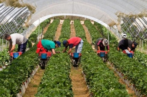 La Agricultura fue la actividad donde más bajó el paro en septiembre