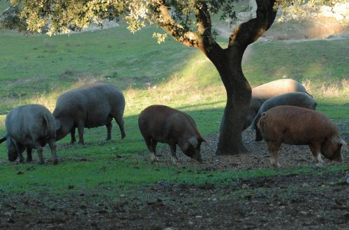 Cerca de 600.000 cerdas ibéricas serán vacunadas este año en España con Vacsincel