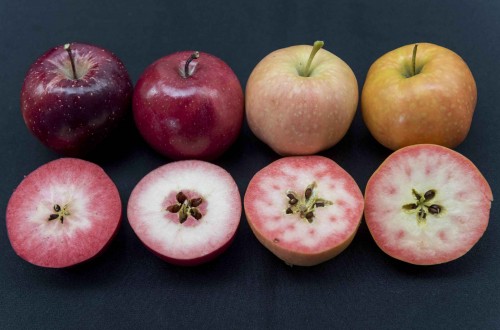 El proyecto Ifored presenta tres nuevas variedades de manzanas de pulpa roja