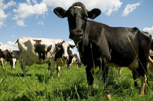 Las ayudas al vacuno de leche son “pan para hoy…”