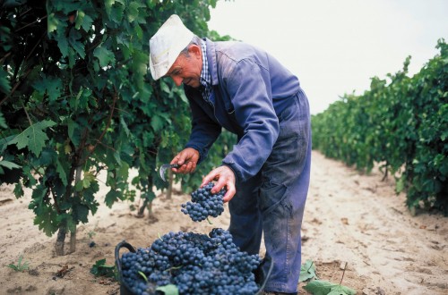 La DOCa Rioja limitará a 645 hectáreas el incremento de su potencial productivo en 2017