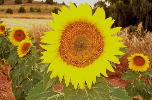 Cadena agroalimentaria sostenible