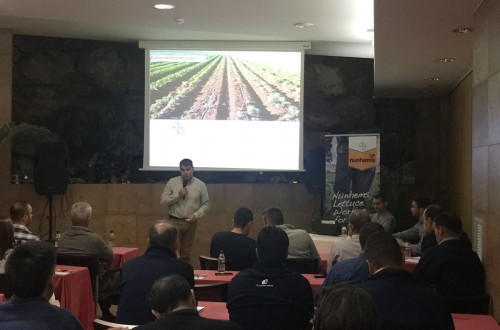 Bayer presenta nuevas variedades de lechuga resistentes a Fusarium