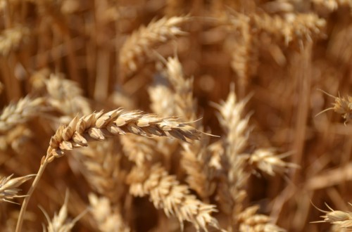 Jornada de cultivos de cereales de invierno en regadío del IRTA