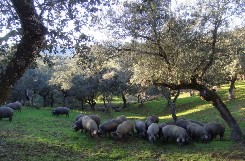 Aumentan los cerdos de bellota en la montanera de 2019-20