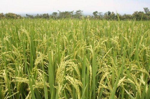 El IRTA organiza un seminario del cultivo del arroz