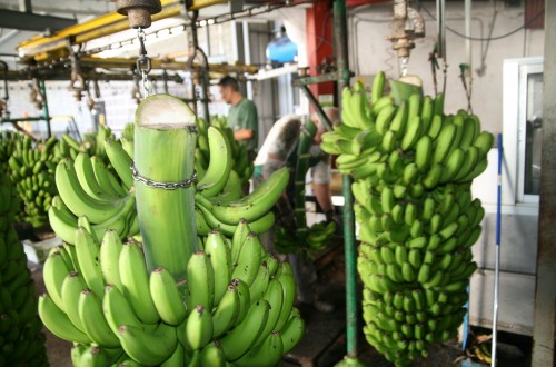 La cuota de mercado de plátano de Canarias se estabiliza en el 75% en lo que va de año