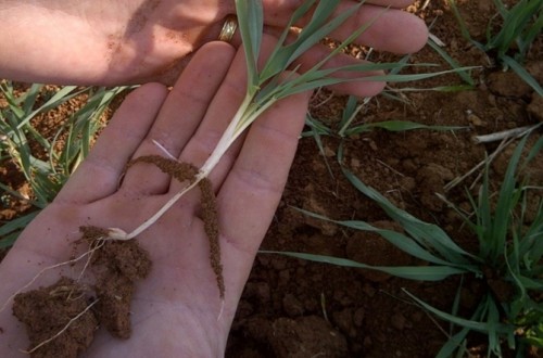 ICL Specialty Fertilizers responde a las dudas más comunes en el abonado de cobertera en cereal de invierno