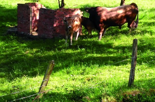 Bioseguridad en explotaciones de vaca nodriza