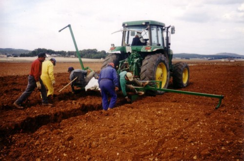 Mapama y OIVE discrepan sobre las autorizaciones de superficie de nueva  plantación de  viñedo