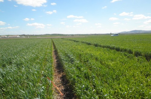 Evaluación del efecto de diferentes estrategias de fertilización sobre trigo en siembra directa