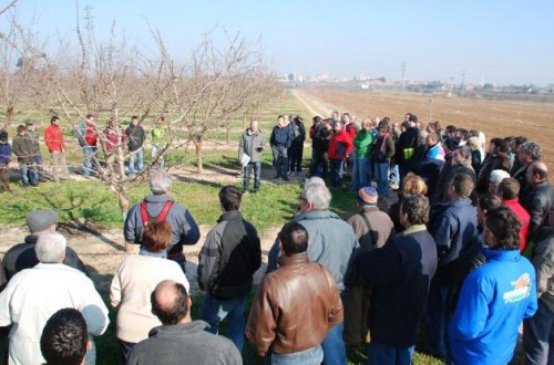 V Jornada de poda de almendro en plantaciones en regadío