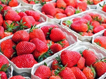 NSG consolida su posición en variedades de fresas con 58 millones de plantas en Huelva para la campaña 2025