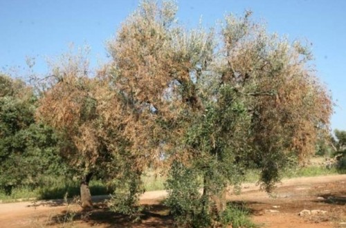 Valencia reúne a los principales expertos en Xylella fastidiosa