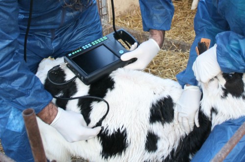 Hipra organiza la segunda edición del curso sobre prevención del Síndrome Respiratorio Bovino en recría