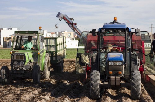 Chufa de Valencia da por superada la crisis con una campaña de precios récord