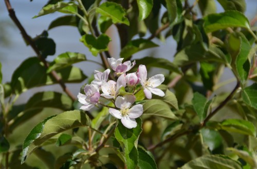 III Jornada de estudios Fruit.Net sobre manzana, pera, melocotón y cítricos