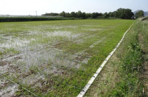 Jornada de Innovaciones técnicas y gestión en el cultivo del arroz