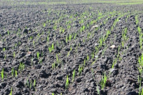 Jornada sobre fertilización, ayudas y requerimientos del cultivo del arroz