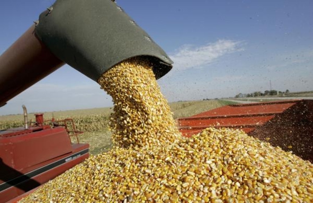 El maíz representa en 2016/17 la mitad de la producción y del consumo mundial de cereales