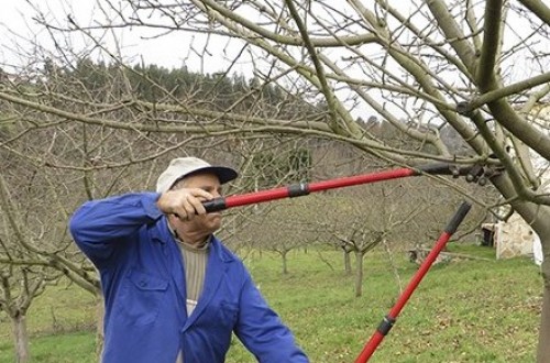 Jornada de poda y cuidados de invierno en plantaciones de manzano de sidra