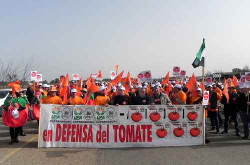 Protesta de tomateros extremeños por los precios ruinosos que «impone la industria»