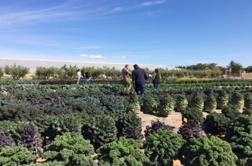 Tozer Seeds inaugura su primer campo de ensayo en Murcia