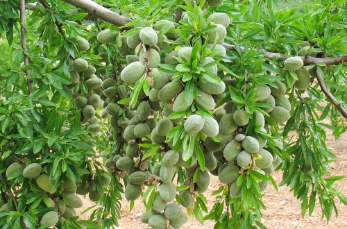 The Nuts Hub, nueva área de los frutos secos en Fruit Attraction