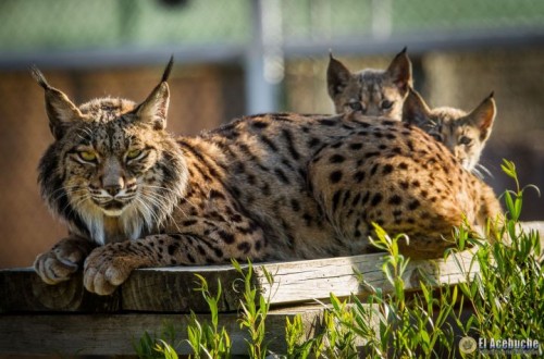 Nacen los primeros cachorros de lince ibérico en los centros de cría de Parques Nacionales