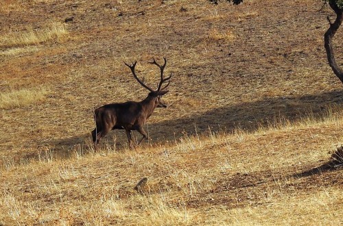 El sector de la caza en España ha crecido casi un 40% en los últimos cuatro años, según la plataforma Myhuntbook