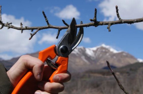 VI Jornada de poda en manzana y pera de montaña