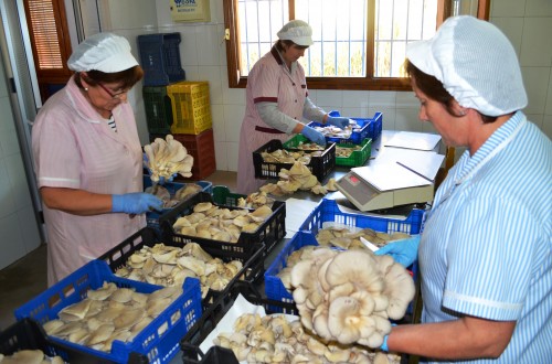 Mujeres rurales emprendedoras. Un sistema social inteligente para la competitividad del espacio rural