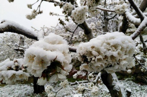 Las bajas temperaturas reducen la producción de cereza extremeña