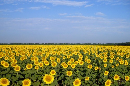 Basf y Corteva Agriscience firman un acuerdo de licencia sobre el sistema de producción para girasol Clearfield Plus