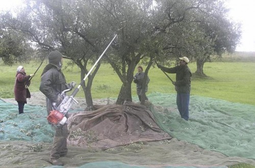 La finalización de campañas agrícolas hizo subir el paro agrario en 1.381 personas