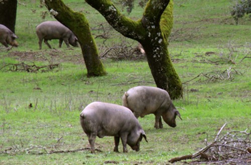 Andalucía, Castilla y León y Extremadura se disputan los premios Porc d’Or Ibérico