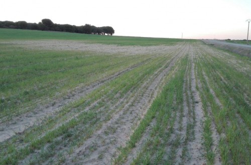 El sector agrario pide coordinación a Mapama y CC.AA. para hacer frente a la dura sequía en el campo