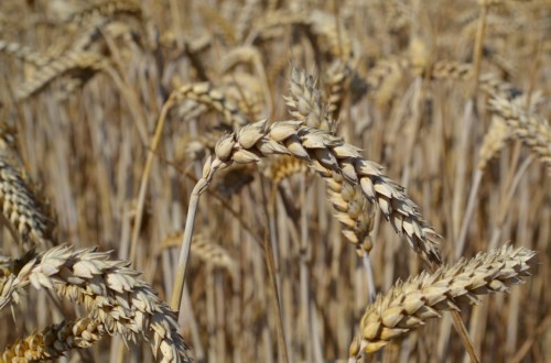 Itagra organiza una jornada para visitar sus campos de ensayo de cereal