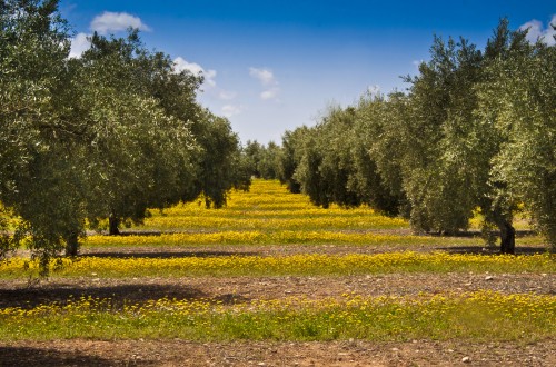 Foro Agrario organiza una jornada sobre el patrimonio agroecológico del olivar español