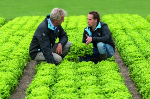 Las variedades de lechuga de Bejo, resistentes a la nueva raza de Bremia, BL:33EU