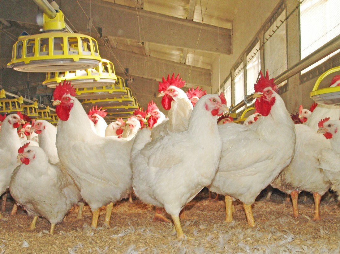 Ceva y Nova-Tech Engineering colaboran para mejorar la vacunación de gallinas ponedoras